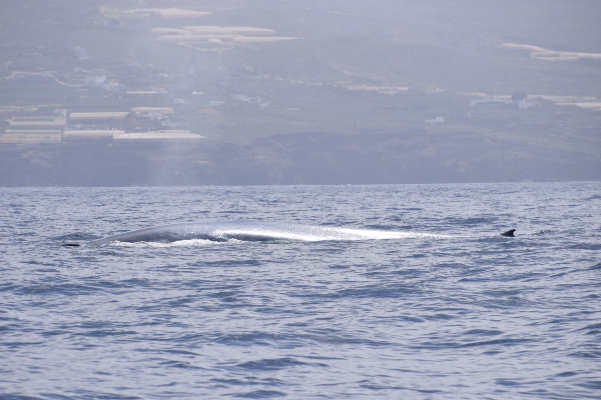 Ballena Azul