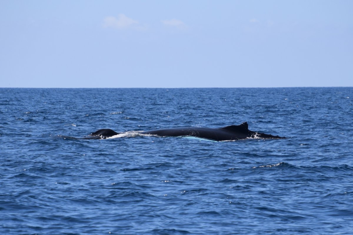 Yubarta (Ballena Jorobada)