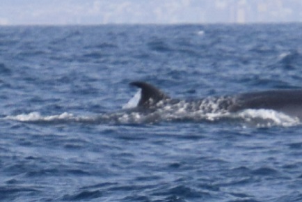 Foto ampliada de Nora