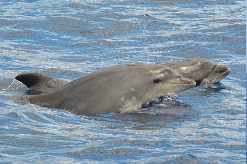 Cetacean Watching in its natural environment in Tenerife South