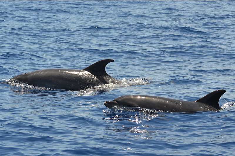 Cetacean Watching in its natural environment in Tenerife South