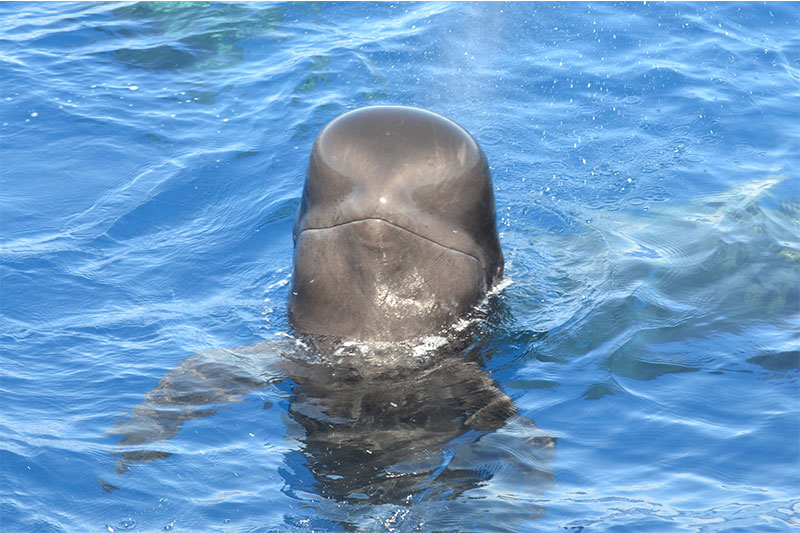 Avistamiento de Cetáceos en su medio natural en Tenerife Sur