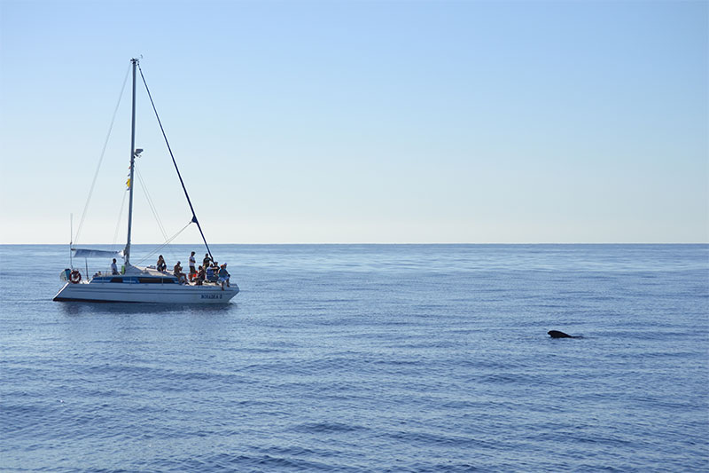 Avistamiento de Cetáceos en su medio natural en Tenerife Sur